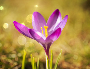 Krokus in einem Garten