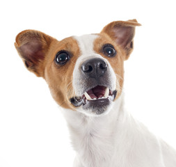 jack russel terrier