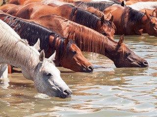 drinking arabian horse in the lake. sunny day