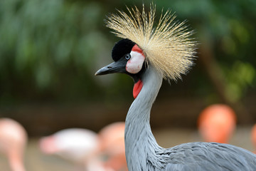 Fototapeta premium Black Crowned Crane