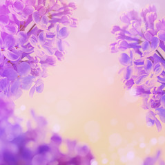 Fototapeta na wymiar Abstract floral spring background, Blooming flowers lilac