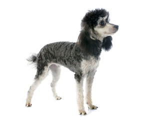 bicolor poodle