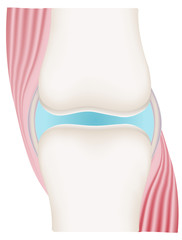 Synovial Joint Diagram