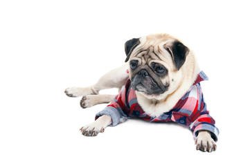 Pug dog in a shirt