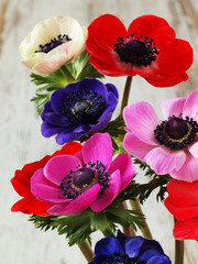 Colourful anemone flowers