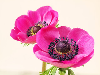 Pink anemone flowers