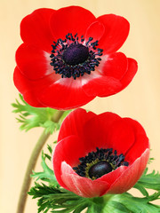 Red anemone flowers