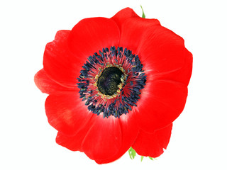 Red anemone flowers