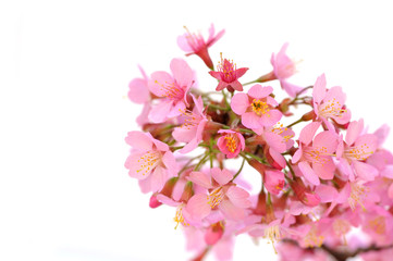 Obraz premium Blossoming branch on white background