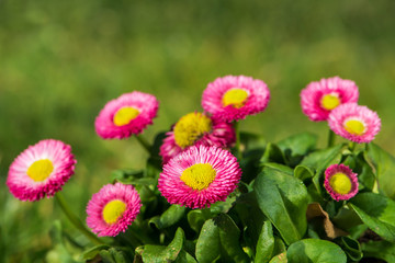 Gänseblümchen © DoraZett