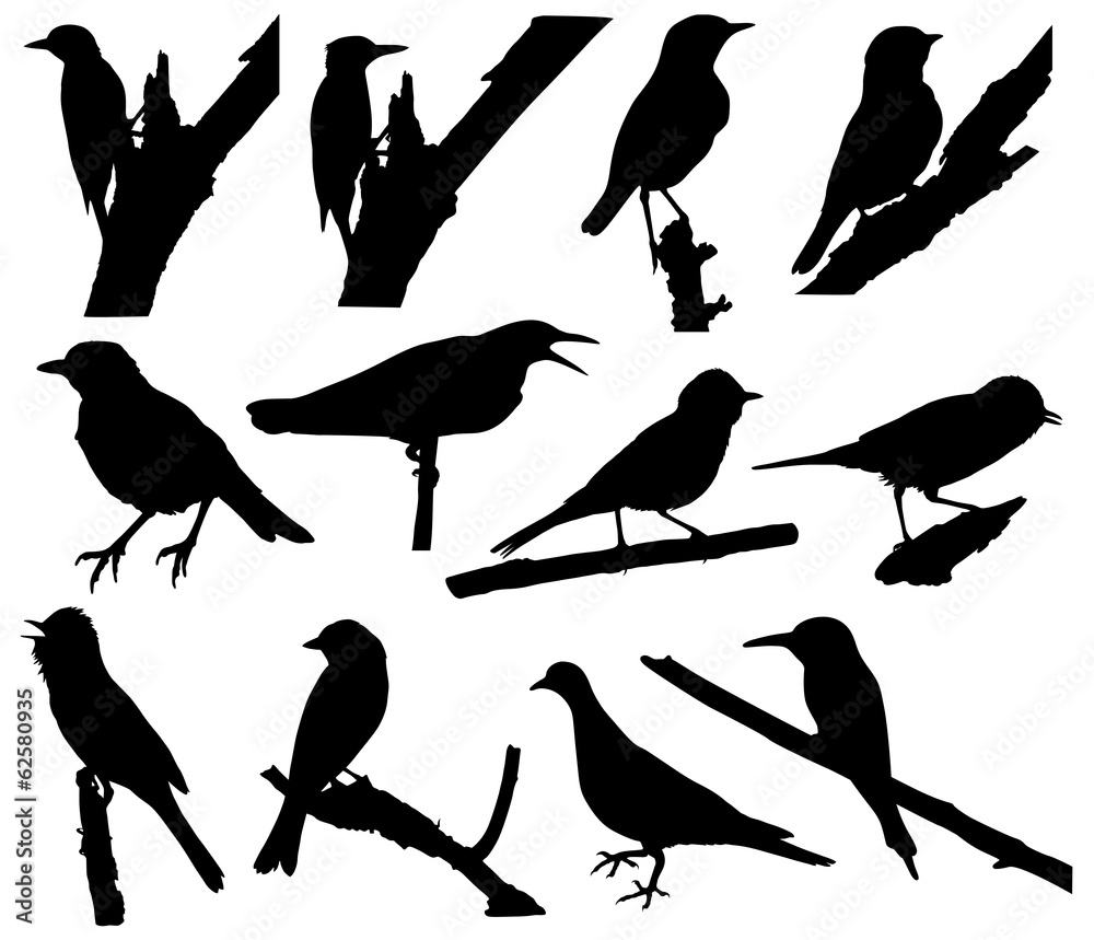 Wall mural vector collection of bird silhouettes