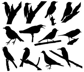 Vector collection of bird silhouettes