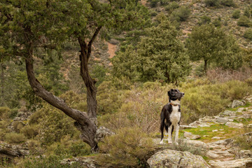 Border Collie dog in the Tartagine valley in northern Corsica