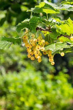 white currants on a blurred background of garden
