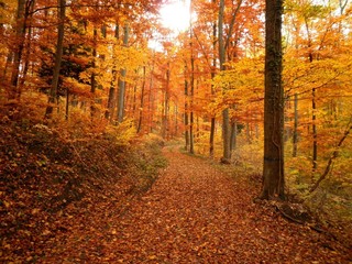 Forest Trail During Fall