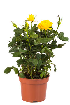 Fototapeta yellow rose bush in pot isolated on white