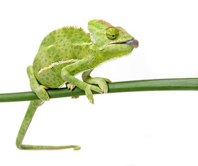 chameleon