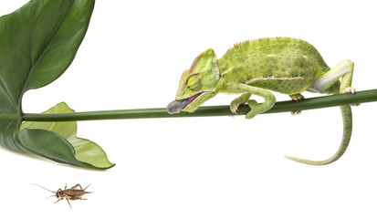 Chamaeleo calyptratus, female eating cricket © Vera Kuttelvaserova