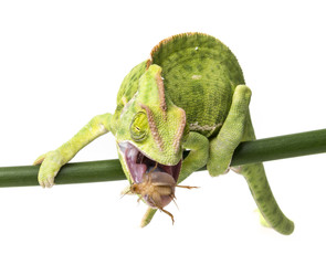 Chamaeleo calyptratus, femelle mangeant le cricket