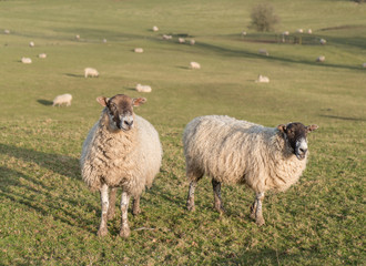 Fototapeta premium herd of sheep on hill farm