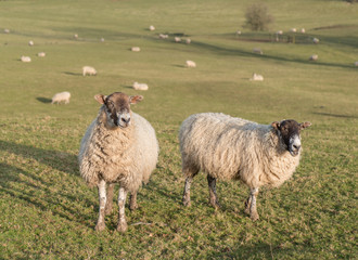 herd of sheep on hill farm