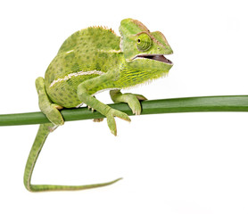 Chamaeleo calyptratus, female, isolated on a white background