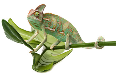 Chamaeleo calyptratus, male, isolated on a white background
