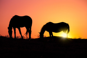 Fototapeta na wymiar Horse silhouettes at orange sunset