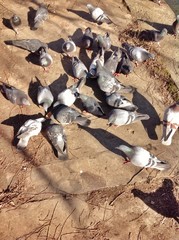 Obraz premium Голуби в луча солнца