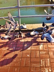 Взлетающее голуби на набережной