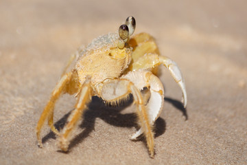 Cangrejo en playa