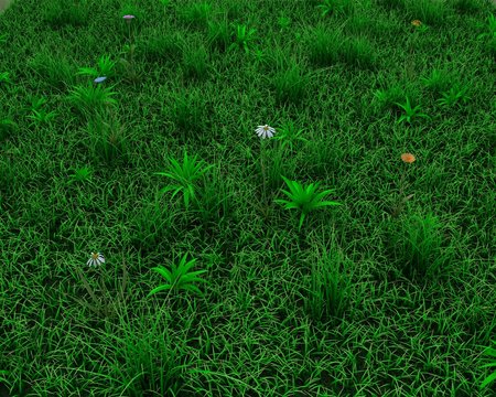 spring grass and flowers background