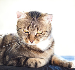 Naklejka premium beautiful European cat closeup