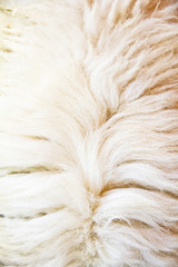 Fototapeta premium Close up of sheep wool background