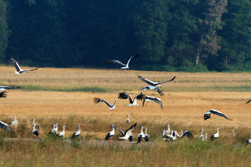 Fototapeta premium bird