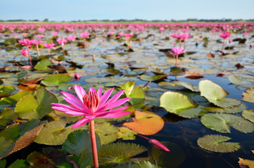 Panele Szklane  Duża grupa kwiatów lotosu w jeziorze