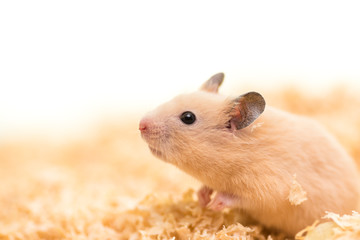 前のめりのキンクマハムスター