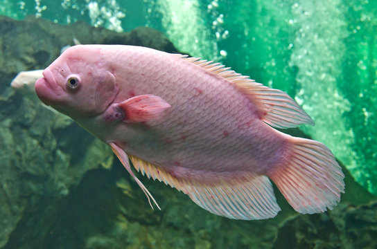 nile or tilapia fish in water tank