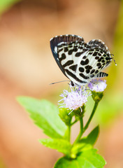 Small black and white butterfly sucking food , Common Pierrot