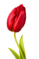 tulip flower close-up