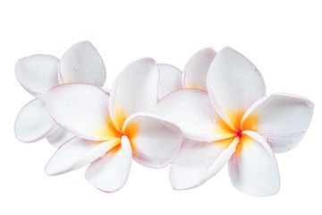 Fototapeta na wymiar Frangipani plumeria Spa Flower isolated on white background