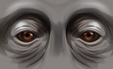 Eyes of an orangutan © blueringmedia