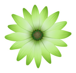 A flower with green petals