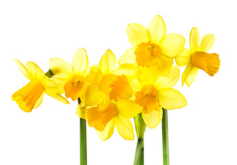 Yellow Flowers isolated on white background. Daffodil flower or