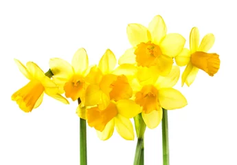 Peel and stick wall murals Narcissus Yellow Flowers isolated on white background. Daffodil flower or