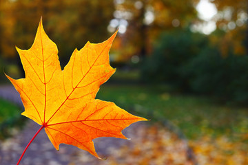 Yellow maple leaf