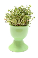 Fresh green cuckooflower in green cup. White background