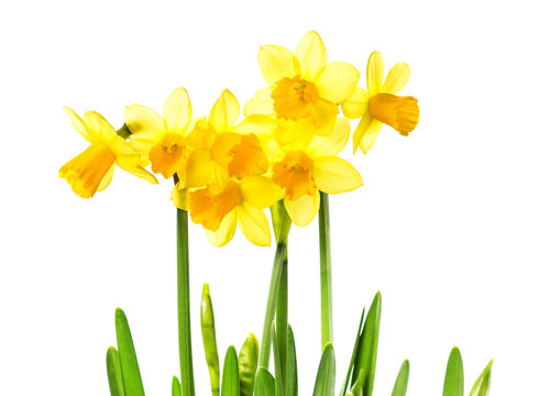 Spring Yellow Flowers isolated on white background. Daffodil flo