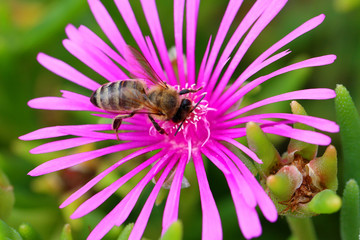 Bee on a flower