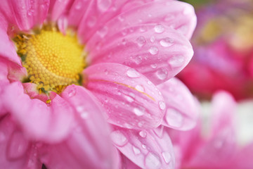 Beautiful spring daisy flowers . macro shoot